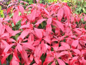 Pieris japonica Glowing Hearts has scarlet new growth accented with a chartreuse stripe. It will grow about five feet tall over 10 years, is tolerant of full sun or partial shade and is hardy to zone 6.