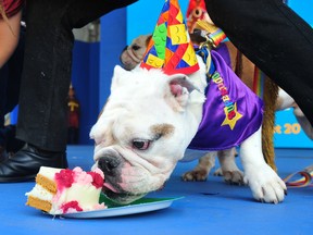 SuperDog Sherlock, who is owned by Vancouver's Lisa Sun, enjoys a pupcake — small doggie birthday cakes made of meat, fruit, vegetables, eggs, plain yogurt, peanut butter, baking powder and whole wheat flour by Great Canadian Dog Cakes in East Van — on Thursday to celebrate 45 years of the SuperDogs at the PNE.
