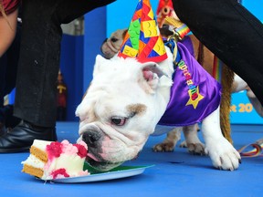 SuperDog Sherlock, owned by Lisa Sun of Vancouver, enjoys a puppy cake: small dog birthday cakes made from Great Canadian Dog meat, fruit, vegetables, eggs, plain yogurt, peanut butter, baking powder and whole grain flour Cakes in East Van.  on Thursday to celebrate 45 years of the SuperDogs at the PNE.