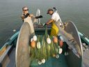 Pescadores comerciales arrancan salmón rojo del río Fraser durante una 