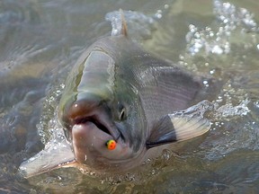 A sockeye salmon is reeled in by a fisherman along the shores of the Fraser River near Chilliwack in 2010.