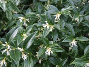 Sarcococca Fragrant Mountain has a delightful perfume. It reaches up to two feet with a foliage similar to skimmia.
