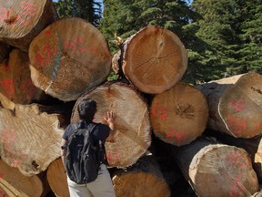 A Stand.earth researcher with trees felled in an area of priority old growth by Canfor Corp, which the group contends should have been subject to deferral, in the Omineca region of B.C.'s central interior.