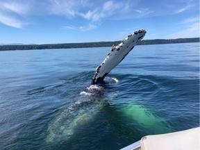 A humpback whale approached a Cumberland family sailing northeast of the Campbell River on Tuesday, August 2, 2022. COURTESY OF ALEX BOWMAN AND ALEKS MOUNTS