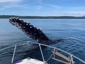 A humpback whale approached a Cumberland family sailing northeast of the Campbell River on Tuesday, August 2, 2022. COURTESY OF ALEX BOWMAN AND ALEKS MOUNTS