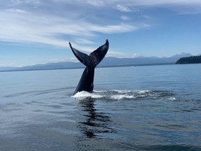 A humpback whale approached a Cumberland family sailing northeast of the Campbell River on Tuesday, August 2, 2022. COURTESY OF ALEX BOWMAN AND ALEKS MOUNTS