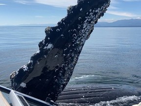 A humpback whale approached a Cumberland family sailing northeast of the Campbell River on Tuesday, August 2, 2022. COURTESY OF ALEX BOWMAN AND ALEKS MOUNTS