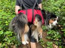 Jefferson, a miniature Australian Shepherd, had to be pulled from a mountain near Sooke, BC in late August after he ate a discarded marijuana joint.