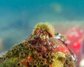 Armed Hermit Crab (Pagurus armatus) on a discarded Coke can, taken in 2021.