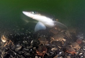 Photographer Fernando Lessa was surrounded by at least eight Pacific fruit bats (Squalus suckleyi), which are harmless. If you look at the ocean floor below the shark's belly, you'll see crabs, so many that Lessa said the bottom seemed to be moving.