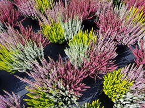 HeatherField:  Combining different colours of Bud Bloomers makes for very dramatic bouquets. 0910 col minter. Photo credit: Qualitree Propagators Inc
