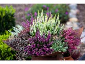 DishHeather. Bud Bloomers work very well in fall container plantings.