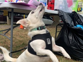 A dog at the B.C. SPCA's special vaccination clinic in Vancouver's Downtown Eastside.