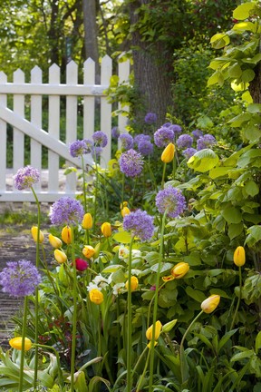 A mix of stately alliums and vibrant yellow tulips brighten this garden.