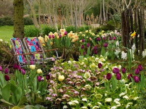 The rich tapestry of this spring garden features tulips, hyacinths, narcissus, helleborus and ferns.