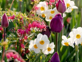A companion planting of narcissus, tulips and perennial Dicentra spectabilis is a delightful pairing.