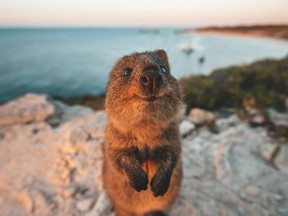 Rottnest Island, a protected nature reserve, is home to a small wallaby-like marsupial called quokka.