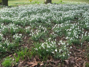 Snowdrops naturalize beautifully across many regions of B.C.