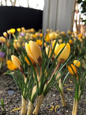 Naturalized crocuses are always a springtime delight.