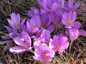 Naturalized displays of colchicums are in bloom right now.