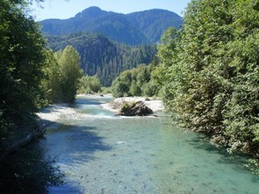 A file photo shows sockeye salmon returning to habitat restored by the Katzie First Nation in the Upper Pitt River watershed in August. The Katzie recently filed a lawsuit to force B.C. Hydro and the province to mitigate damage done to its traditional territory and the Alouette River system, where salmon stocks were decimated by a hydroelectric dam.