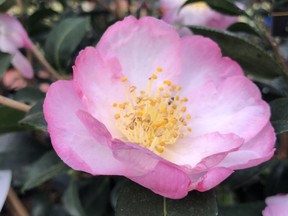 Apple Blossom Camellia sasanqua is a beautiful winter flowering camellia.