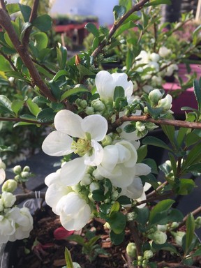 White flowering quince is a great option for training along a trellis.