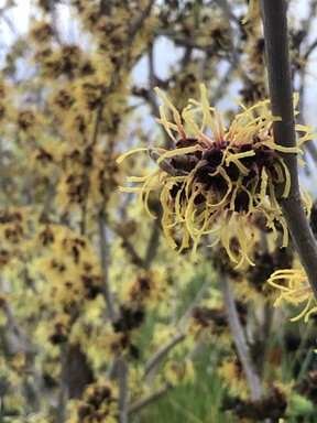 The spidery blooms of witch hazel are both fragrant and uniquely beautiful.