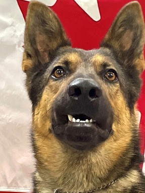 PSD Nugget: Voted most likely to become an Elvis impersonator when he retires. #ThatLipCurl #NothingButAHoundDog