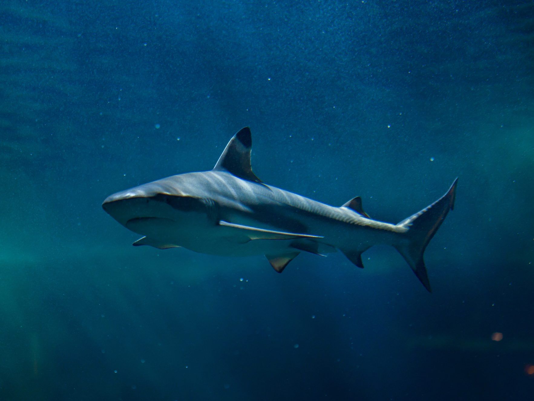 Мальгашская ночная акула в море