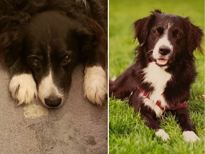 A border collie named Ollie has been reunited with his family after being stolen from outside a Vancouver store on Tuesday, Sept. 27, 2022.