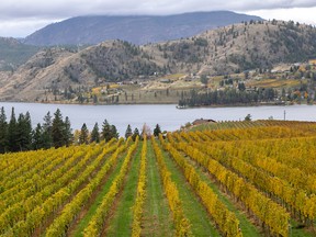 Autumnal colours at Blasted Church Vineyards in Okanagan Falls. Photo: Jon Adrian.