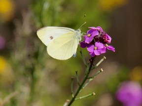 A UBC study has found the common Cabbage White butterfly grows smaller in warmer temperatures. Photo credit: Dr. Michelle Tseng.