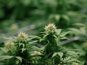 Growing flowers of cannabis intended for the medical marijuana market are shown at OrganiGram in Moncton, N.B., on April 14, 2016.