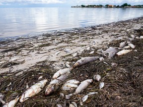 Dead fish are seen at Lassing Park in Old Southeast at the beach on July 1, 2021, in St. Petersburg, Fla.