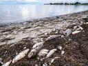Tote Fische werden am 1. Juli 2021 im Lassing Park in Old Southeast am Strand in St. Petersburg, Florida, gesehen.