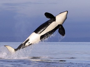 In this Jan. 18, 2014, file photo, a female resident orca whale breaches while swimming in Puget Sound near Bainbridge Island, Washington. A pod of orcas surprised a group of friends visiting Quadra Island last weekend, appearing metres from where they stood the shoreline at Moulds Bay.