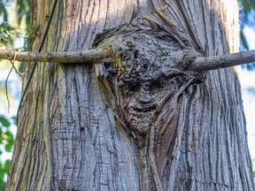 Jean Fahrni was an artist and filled the property with art, such as this face carved into a cedar tree.