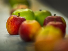 Almost 200 different kinds of apples will be on display at the Apple Festival at UBC Botanical Gardens in Vancouver.