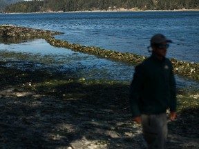 Die Flut rollt herein, als ein Mitarbeiter von Parks Canada am Donnerstag, den 8. September 2022, während einer Salish Sea Garden Tour auf Russell Island, einem 32 Hektar großen Gulf Island National Park in der Nähe von Salt Spring Island, BC, die Restaurierung des Muschelbetts betrachtet.