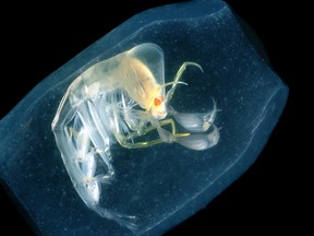 File photo of a salp. (H. Bahena/Vancouver Sun)