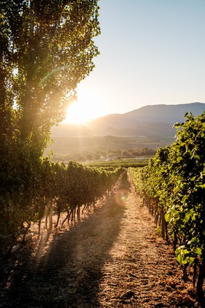 Autumnal sunshine falls over the vines in the South Okanagan Valley near Oliver. Photo: Leila Kwok.