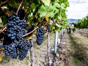 Grapes ready for harvest at Stoneboat Vineyards near Oliver. Photo:Leila Kwok. For Joanne Sasvari's 1005 salut road trip on Oct. 5, 2022. [PNG Merlin Archive]