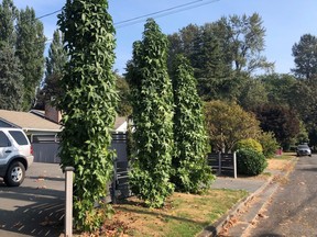 Liquidambar styraciflua Slender Silhouette.