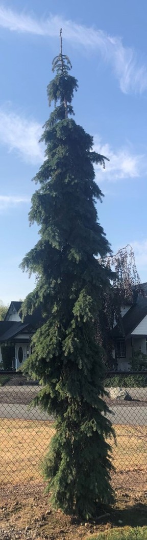 Picea glauca Pendula. Minter Country Garden