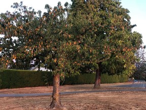 Green spaces have unfortunately become brown spaces in many communities, with many trees experiencing premature leaf drop.