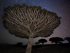 A dragon's blood tree as seen at night.