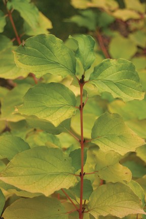 Foliage of many varieties of cornus, like Arctic Sun, are quite attractive, adding to their year-round value.