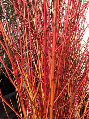 Winter is anything but dull. Cornus Midwinter Fire stems will add warmth to your porch pots and arrangements.