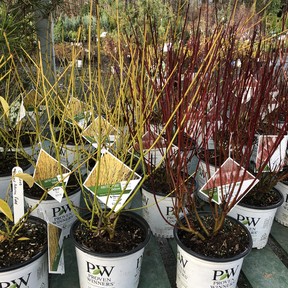 Proven Winners cornus Arctic Fire Red and Arctic Fire Yellow are statement pieces in the winter garden.